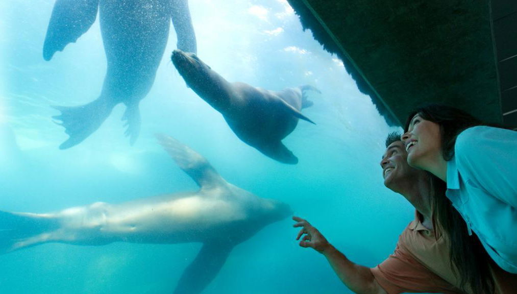 Acquario del Pacifico - Biglietto - Foto 1